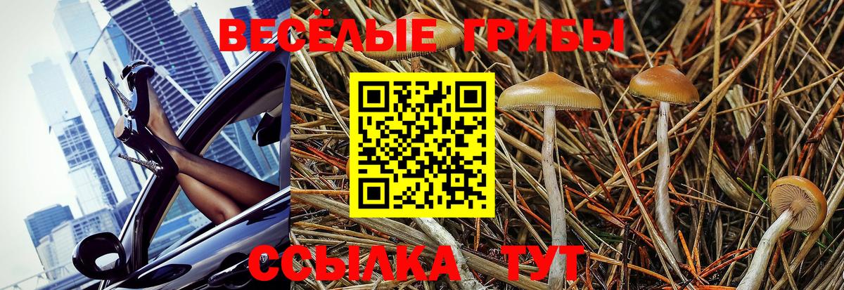 Галлюциногенные грибы Psilocybine cubensis  Вход с VPN  Псилоцибиновые грибы прущие грибы  Майский 