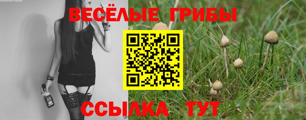 Псилоцибиновые грибы Psilocybe Майский